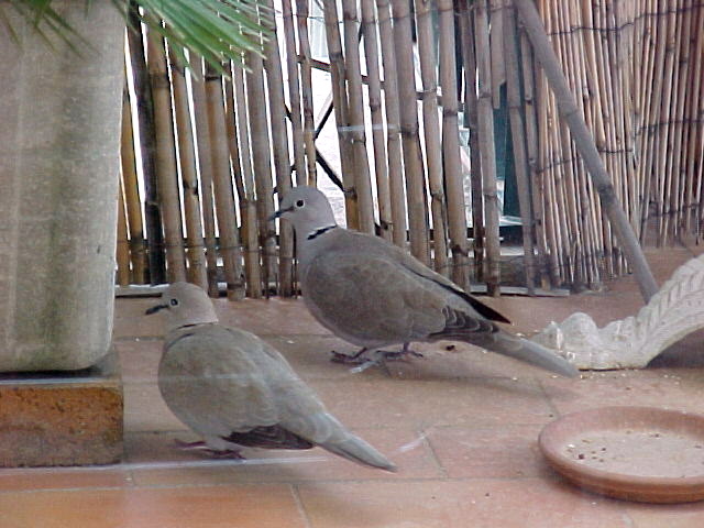 Departing Doves